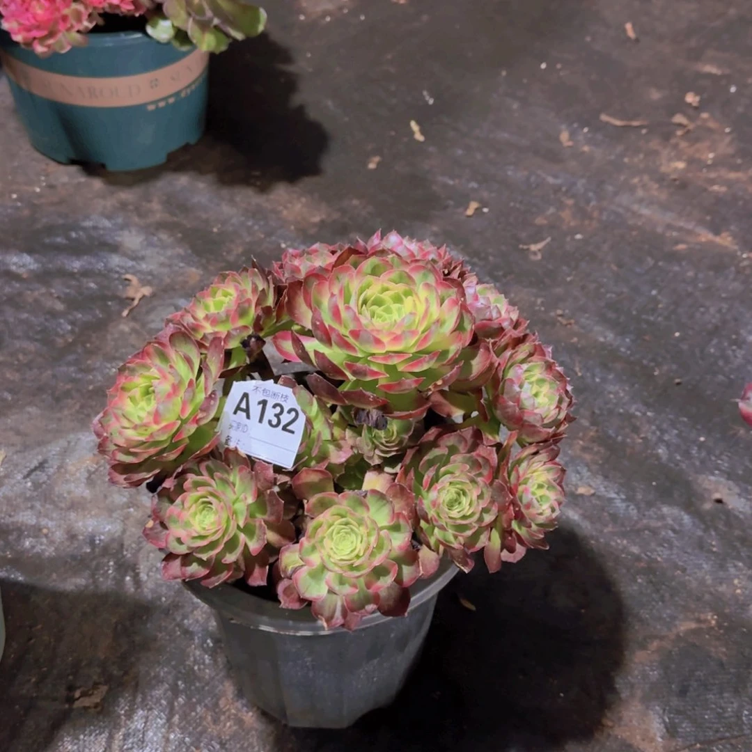 魔****纲精品多肉植物132