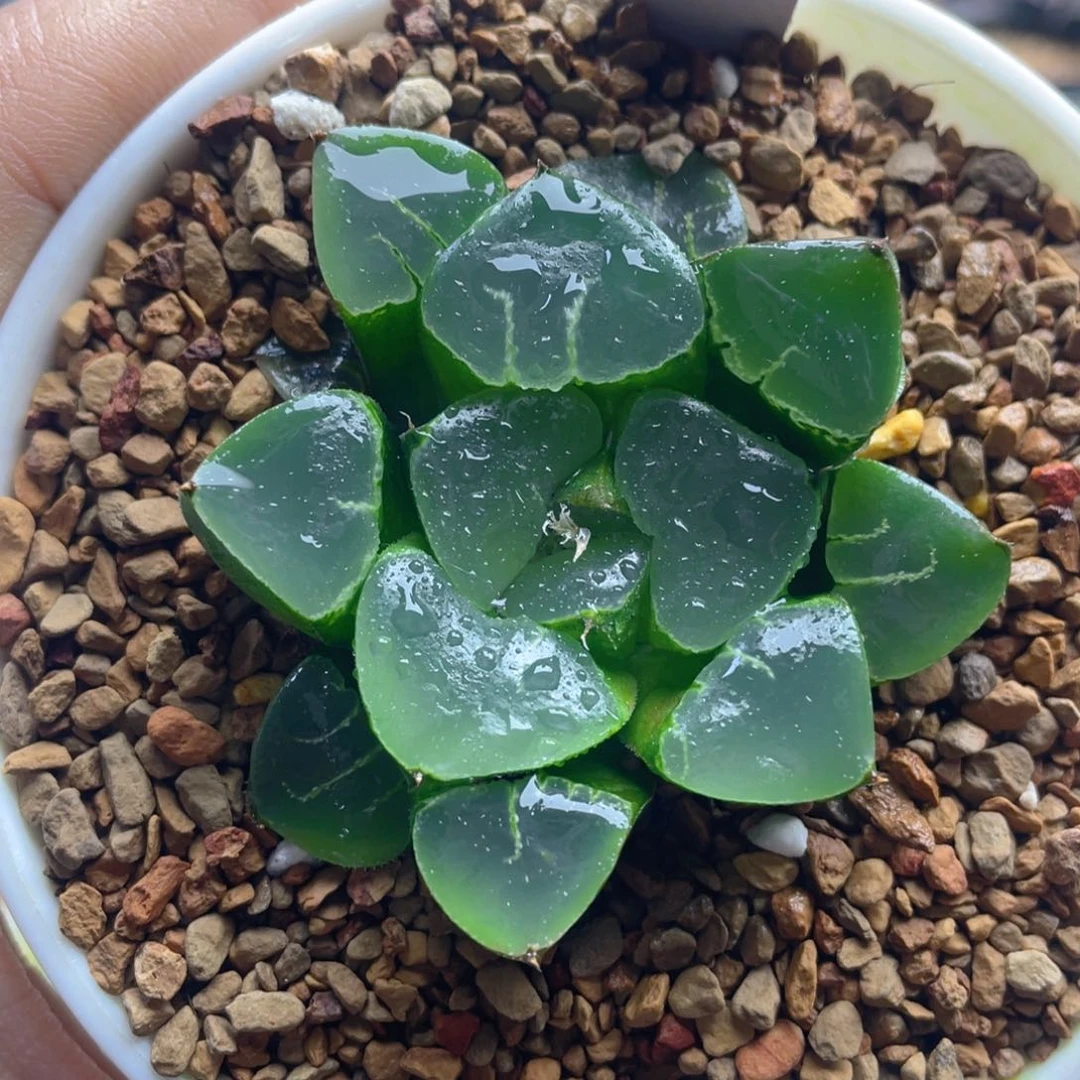 5.十二卷多肉姬翠寿。