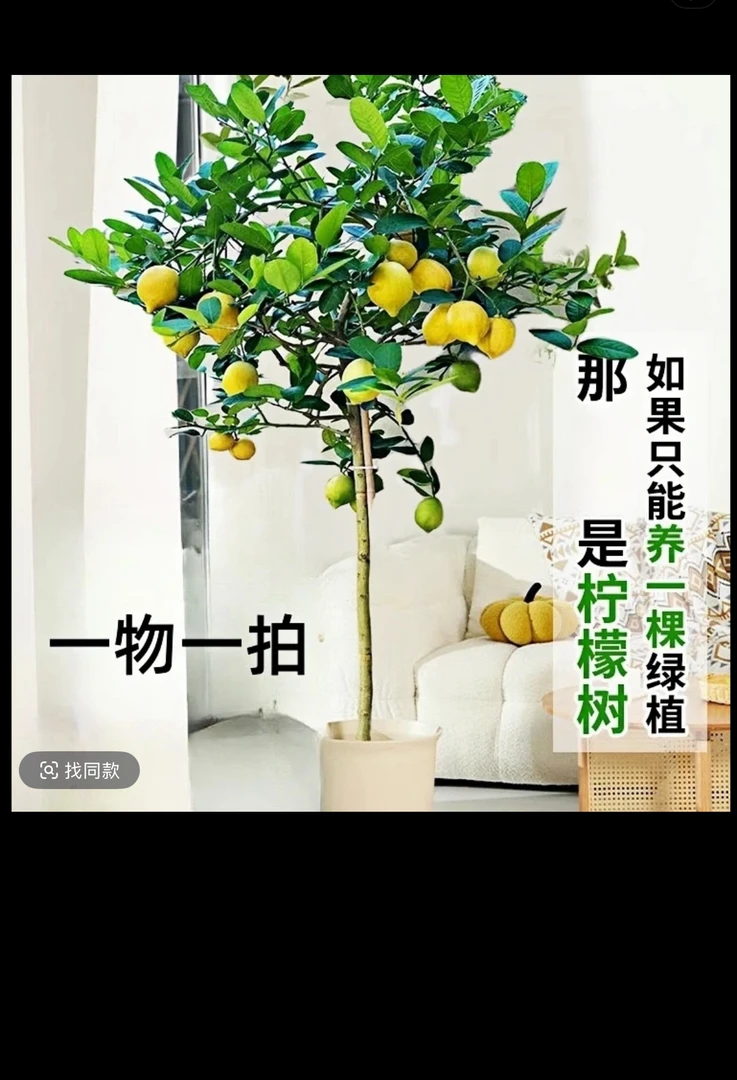 广东香水柠檬树香水柠檬盆栽地栽大型绿植棒棒糖带花带果庭院阳台