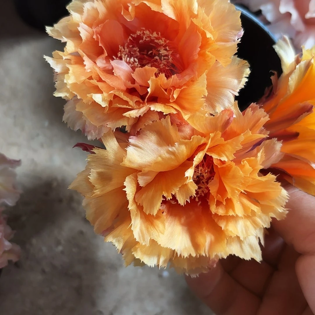 琉璃盏无根侧牙三到四