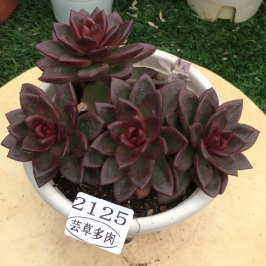 丰沛玫瑰，2125，一物一拍