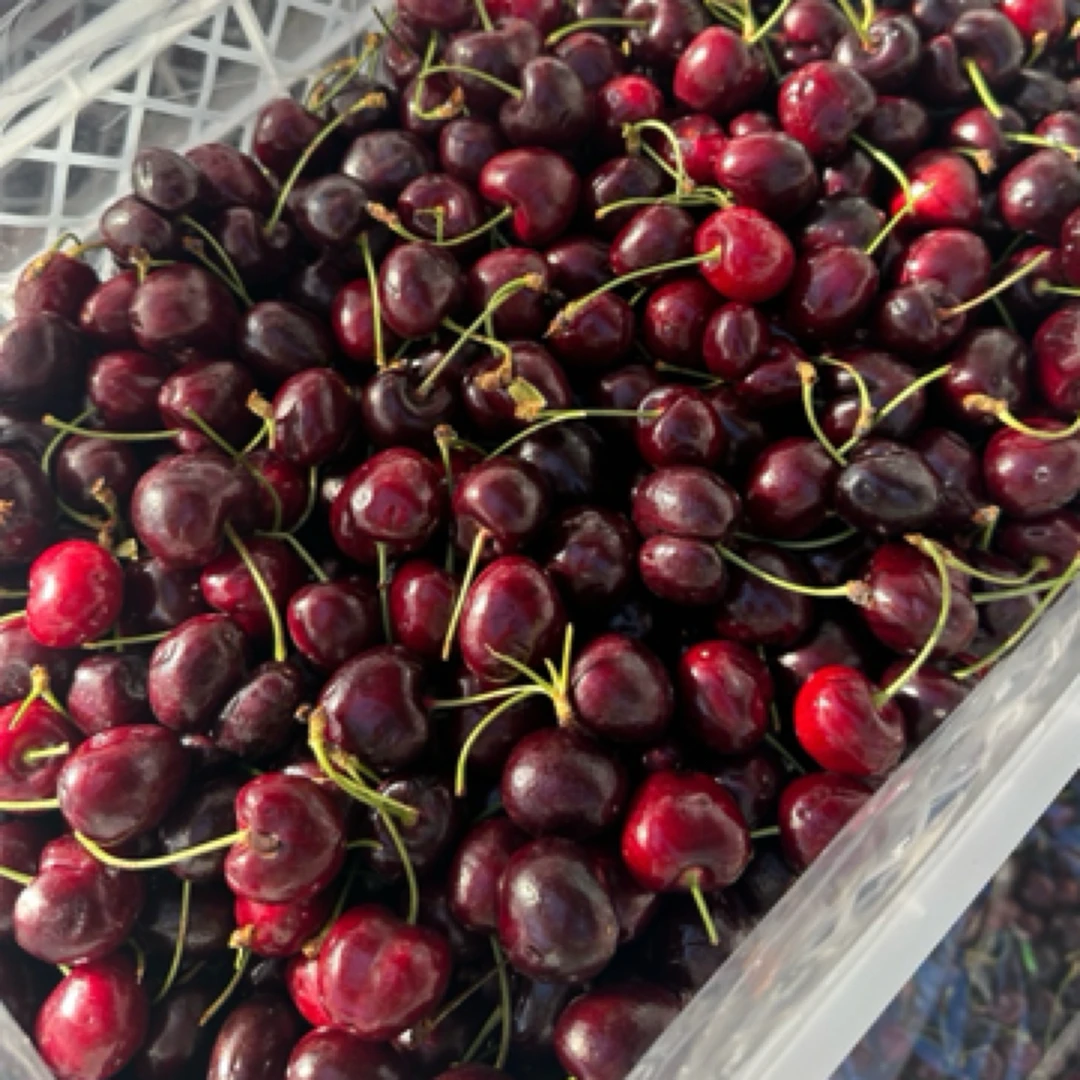 【念念家】J 车厘子 3斤