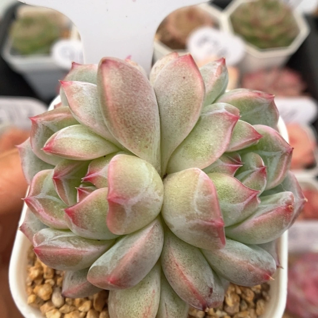 双头糖心珍妮可拍554号