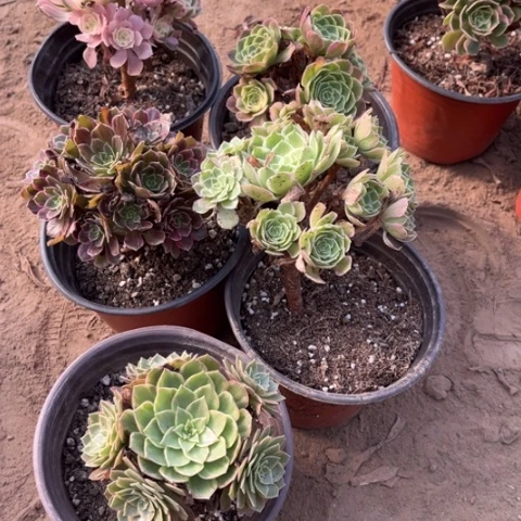 843多肉植物组合，