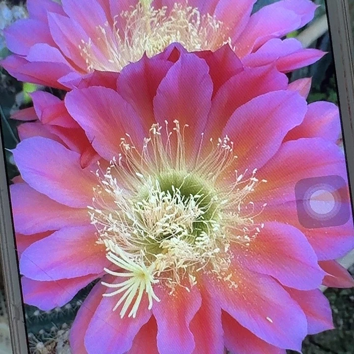 飞碟侧芽5公分左右毛花柱（20包邮）