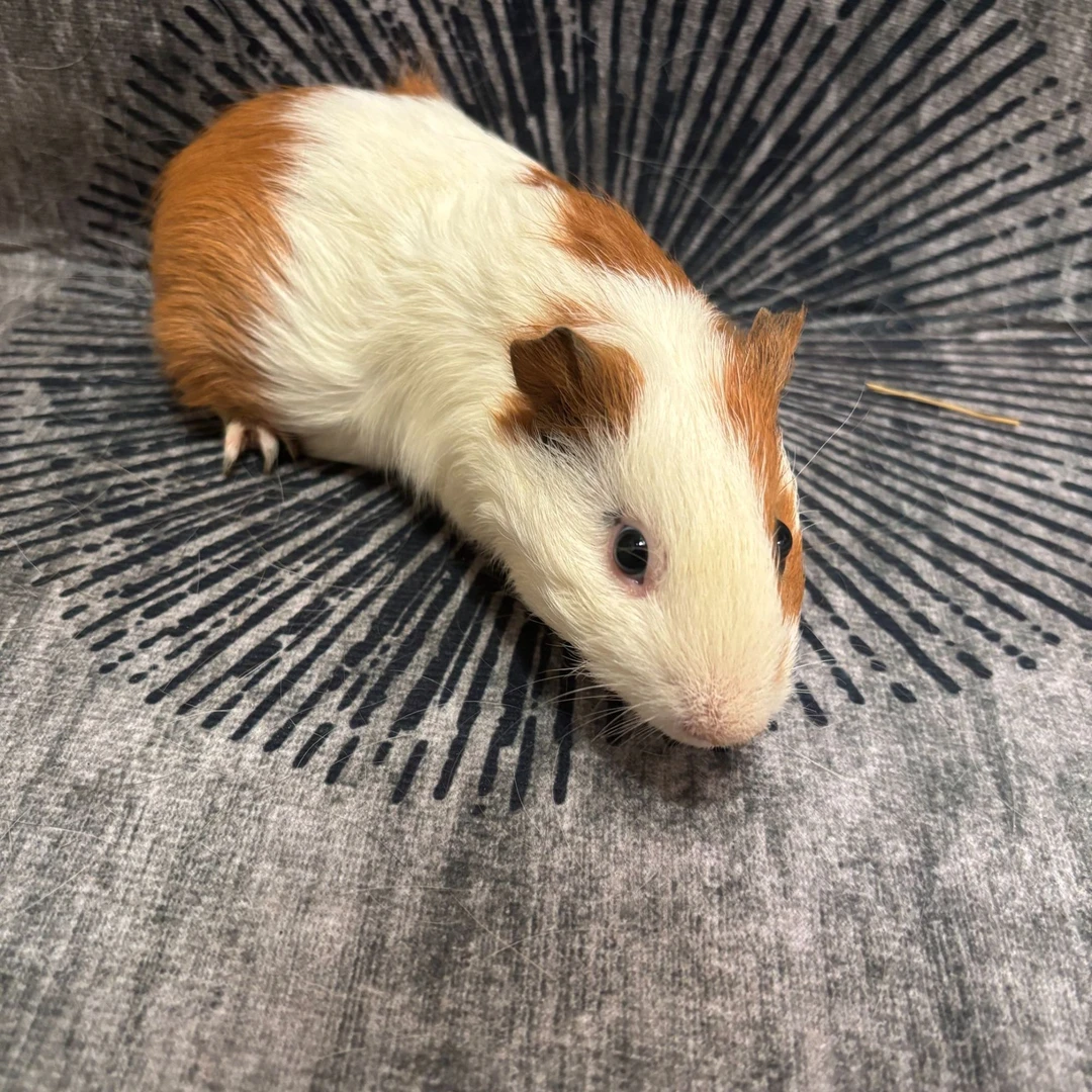 荷兰猪豚鼠2-3个月大（250-350克）