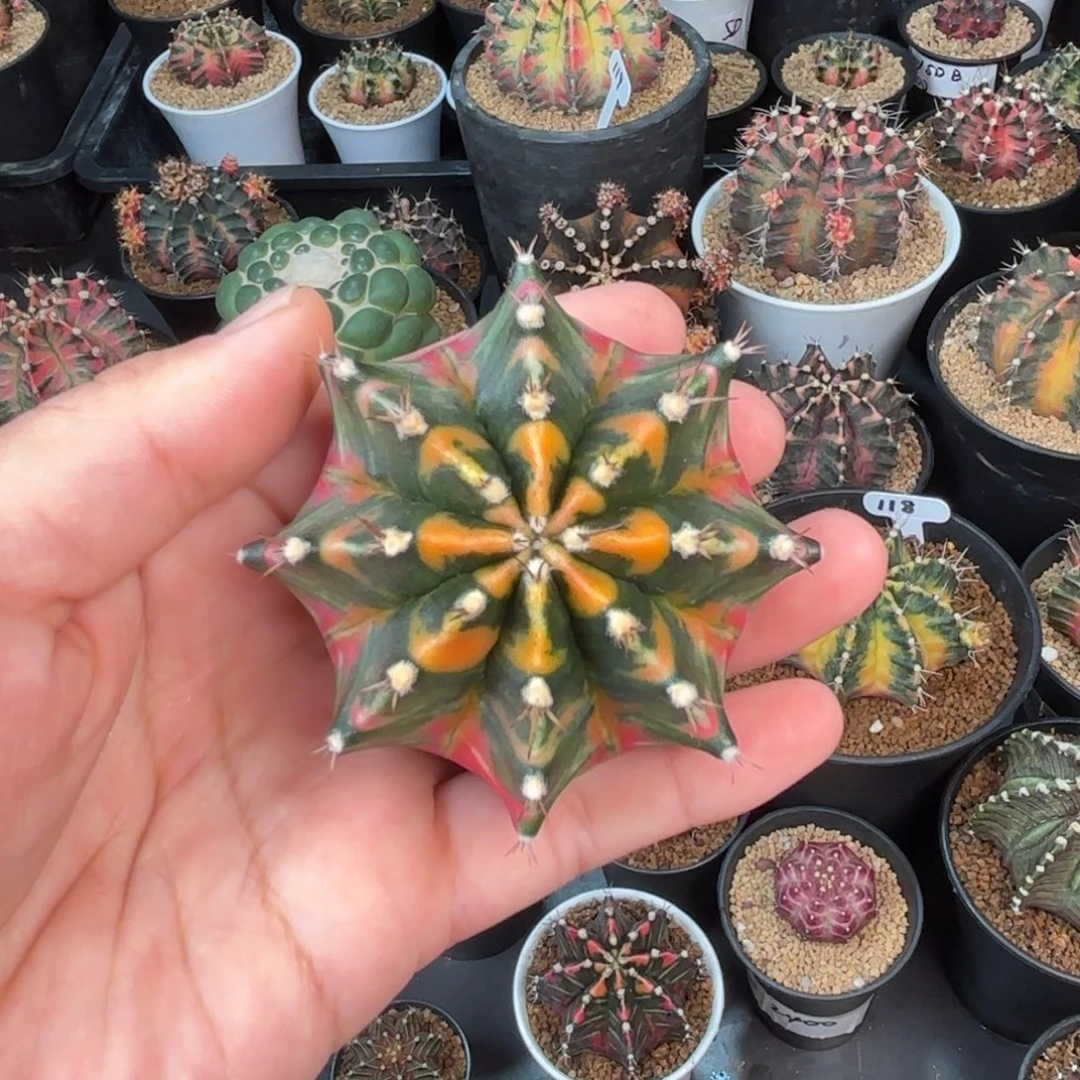 泰系实生米哈仙人球15号