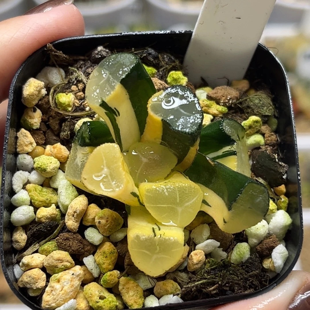 4玉龙万象锦福利专场