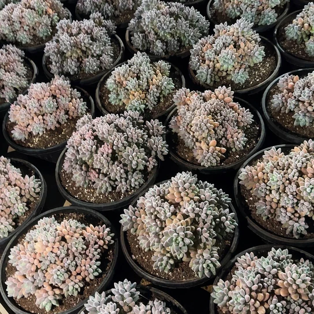 寄养在他身边时就有一种很