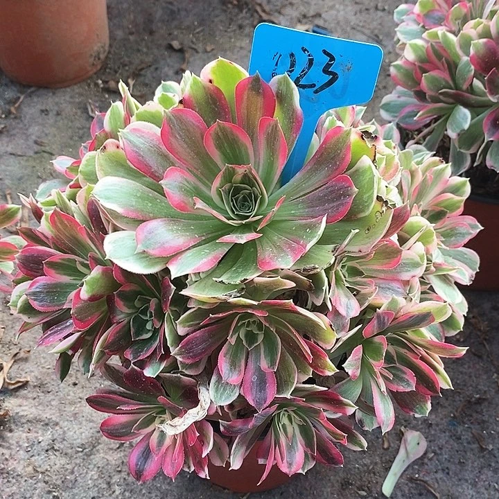 023 一颗男神法师多肉