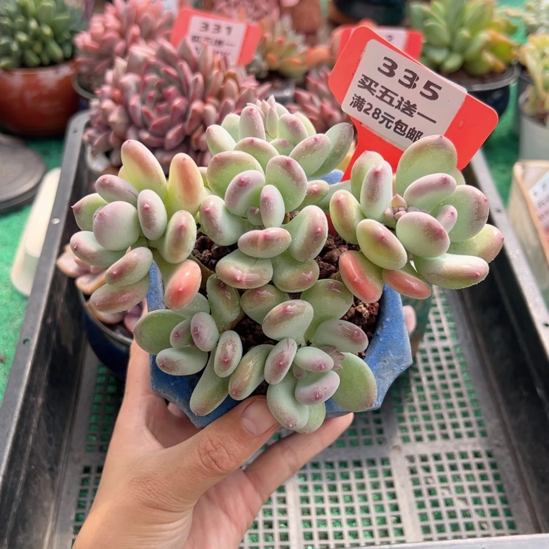 表妹精品多肉植物335:
