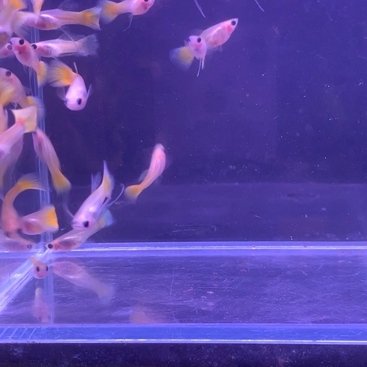 孔雀鱼黄金玻璃猫苗6条