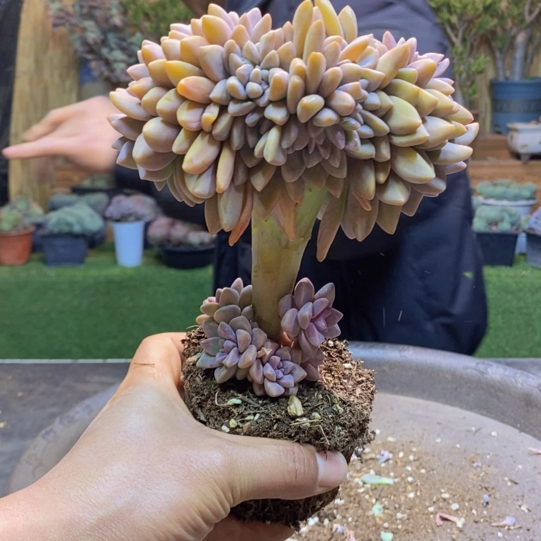 小***E11号淡雪缀多肉