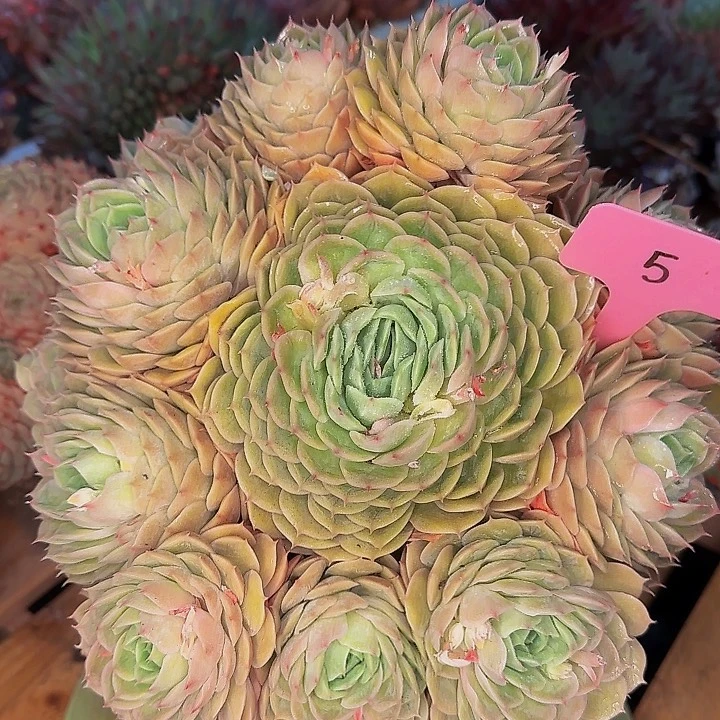 媛*5怕他他他啦爸爸