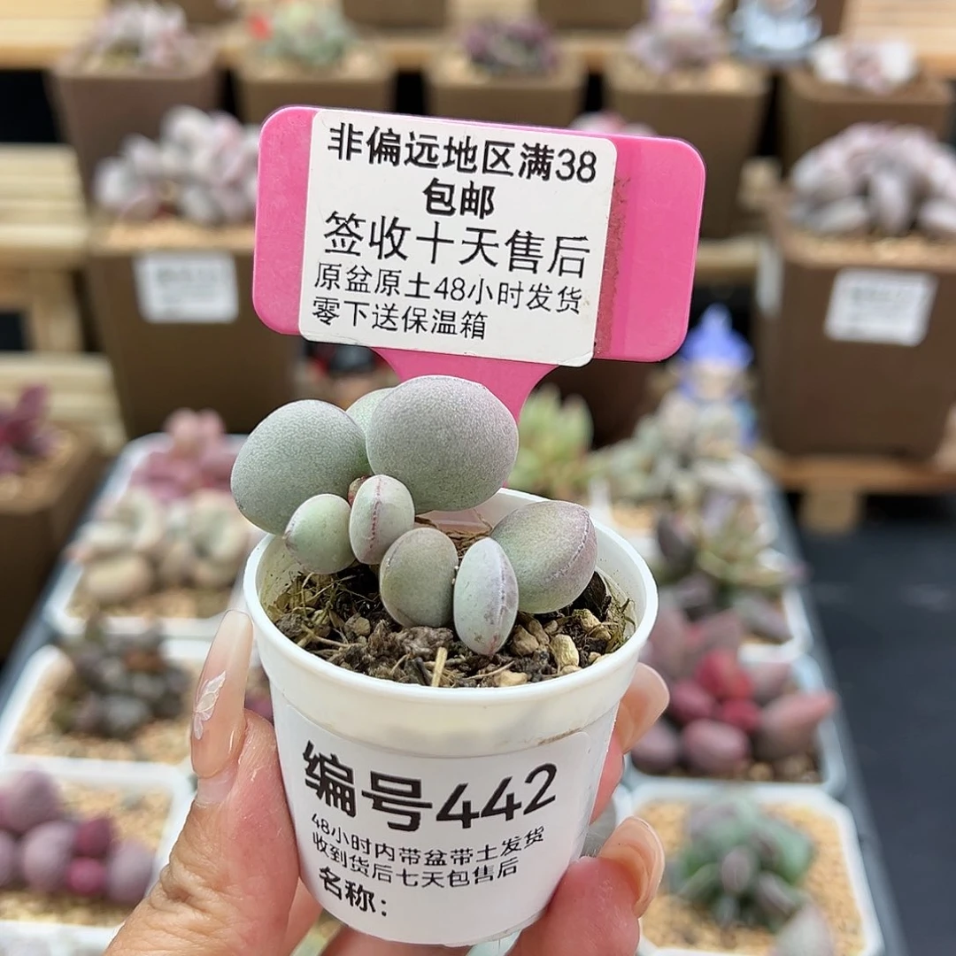 442球球紫蛋多肉植物