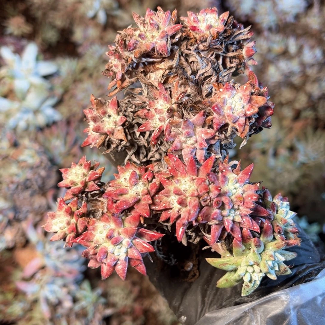 6609哈哈哈哈哈哈哈哈