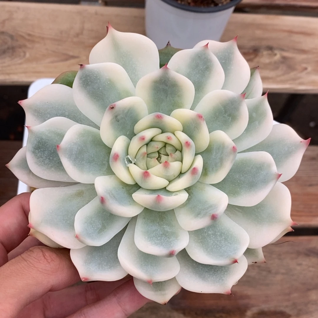 吉娃娃锦多肉植物1629