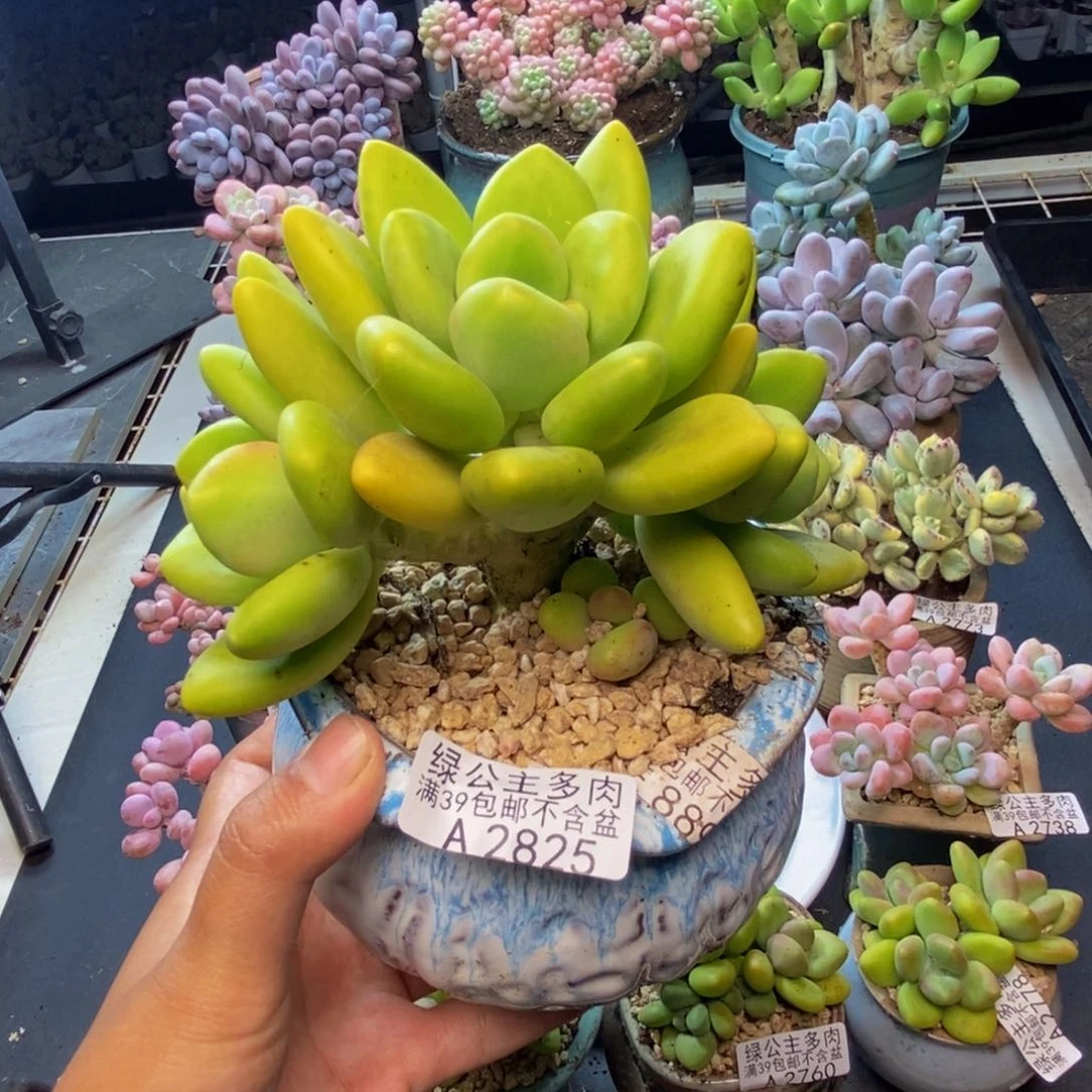 825金蝉芒果奶多肉10c m