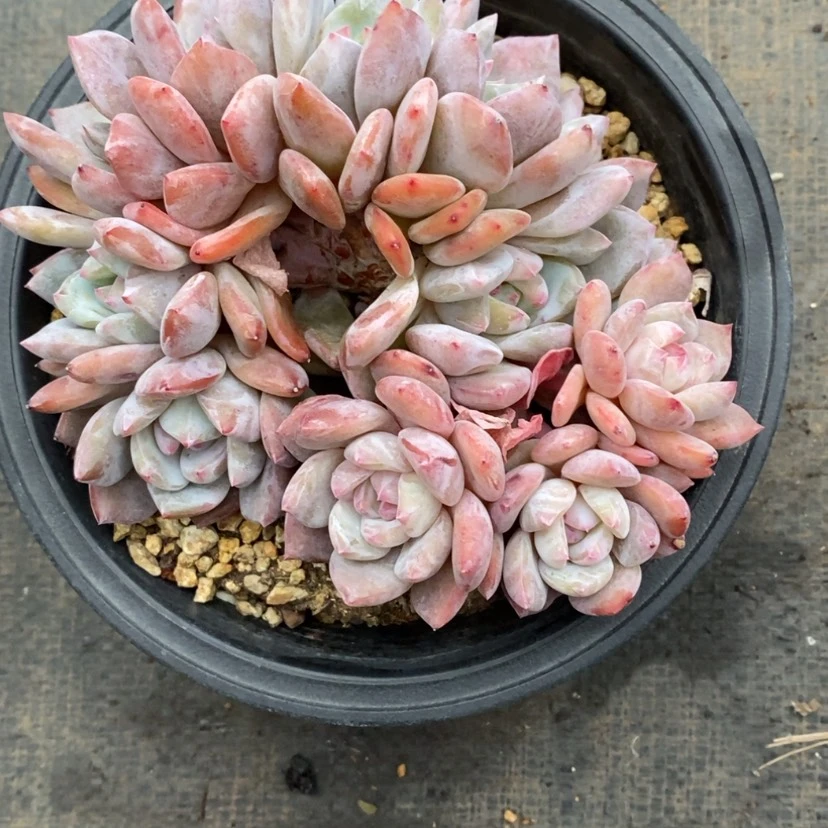 【闪购商品】?***?1