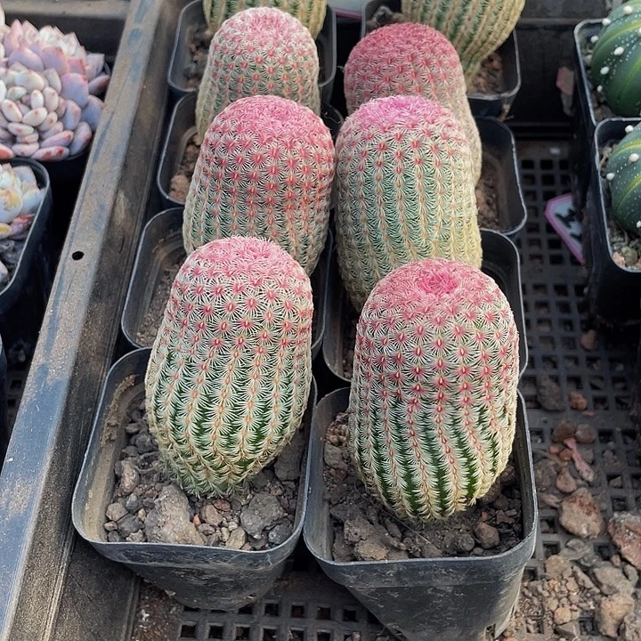 红太阳带盆土发货