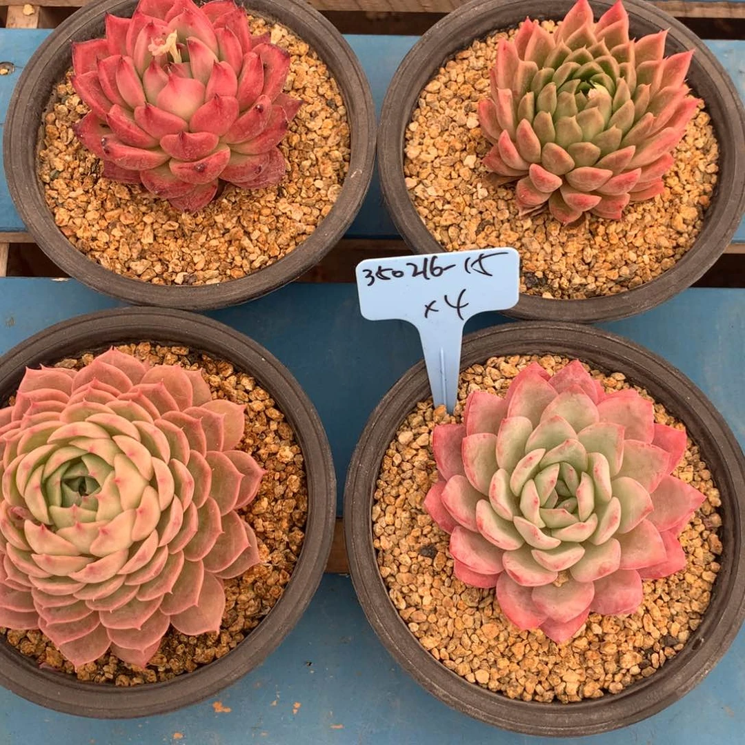 爱****哥350216-15单头4