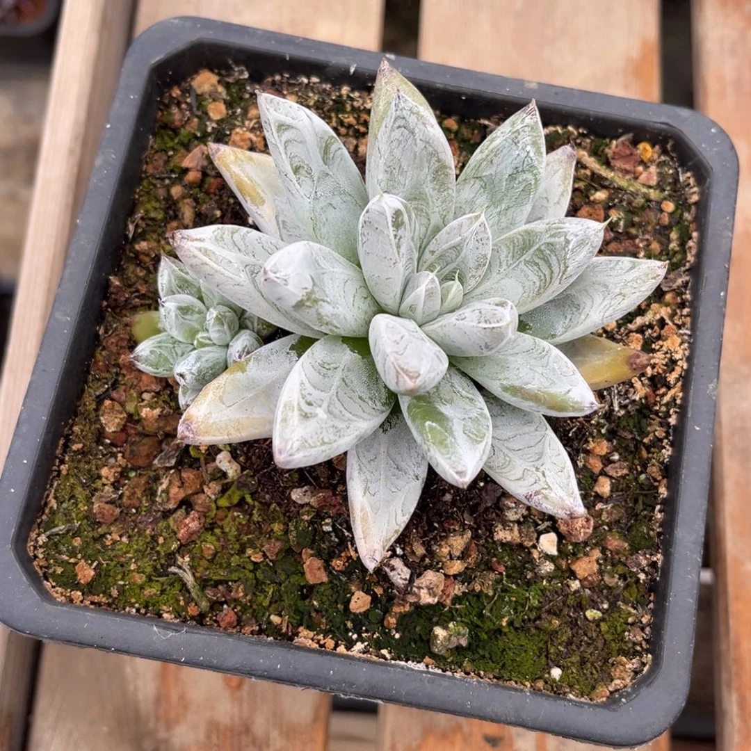 多肉植物杜里万多肉