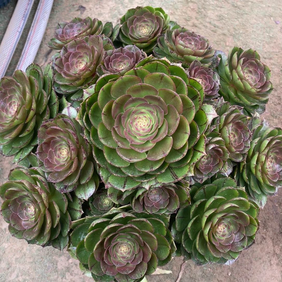 560糖心欧若拉精品法师多肉