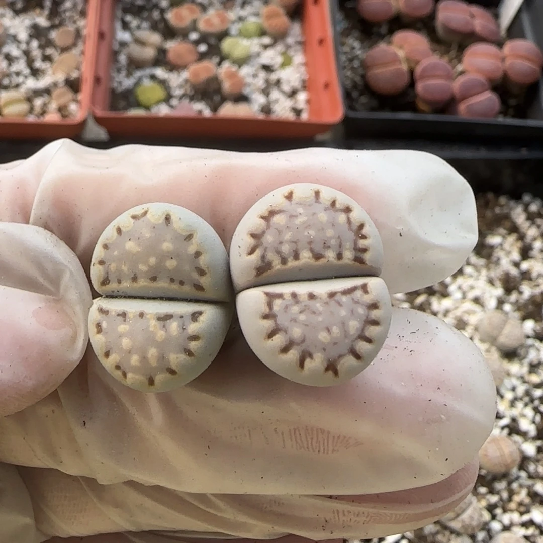 11.1。美美哒c24生石花。8039