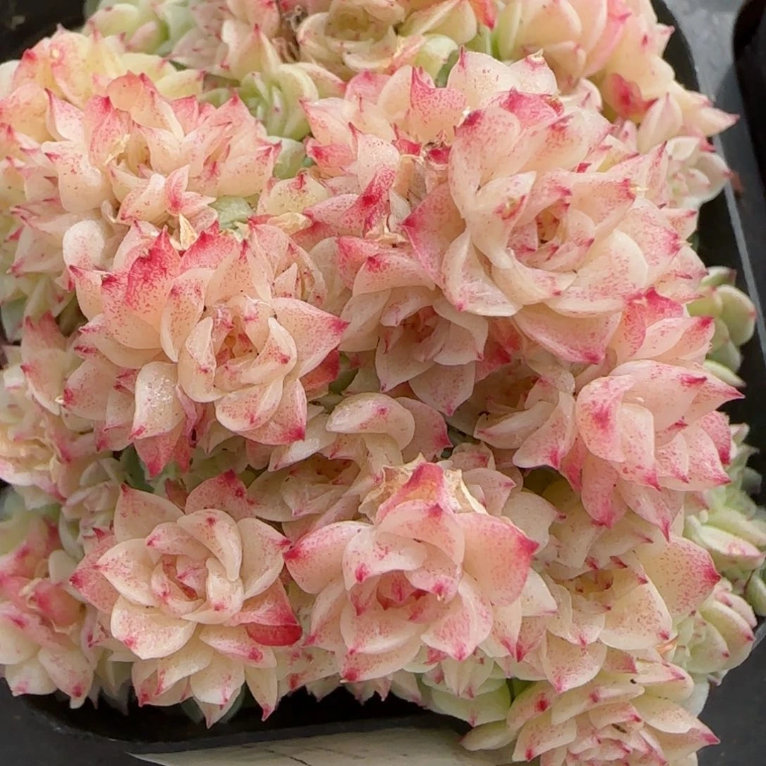 小***?花语逸镜0208-489