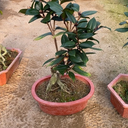 当前无花栽培后可以开花