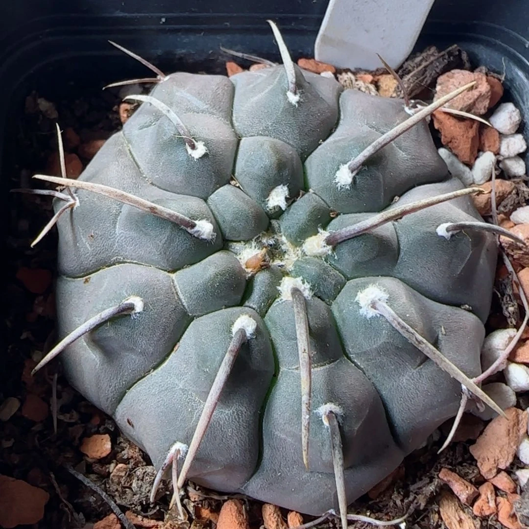 127实生龟甲一本刺多肉4.5厘米