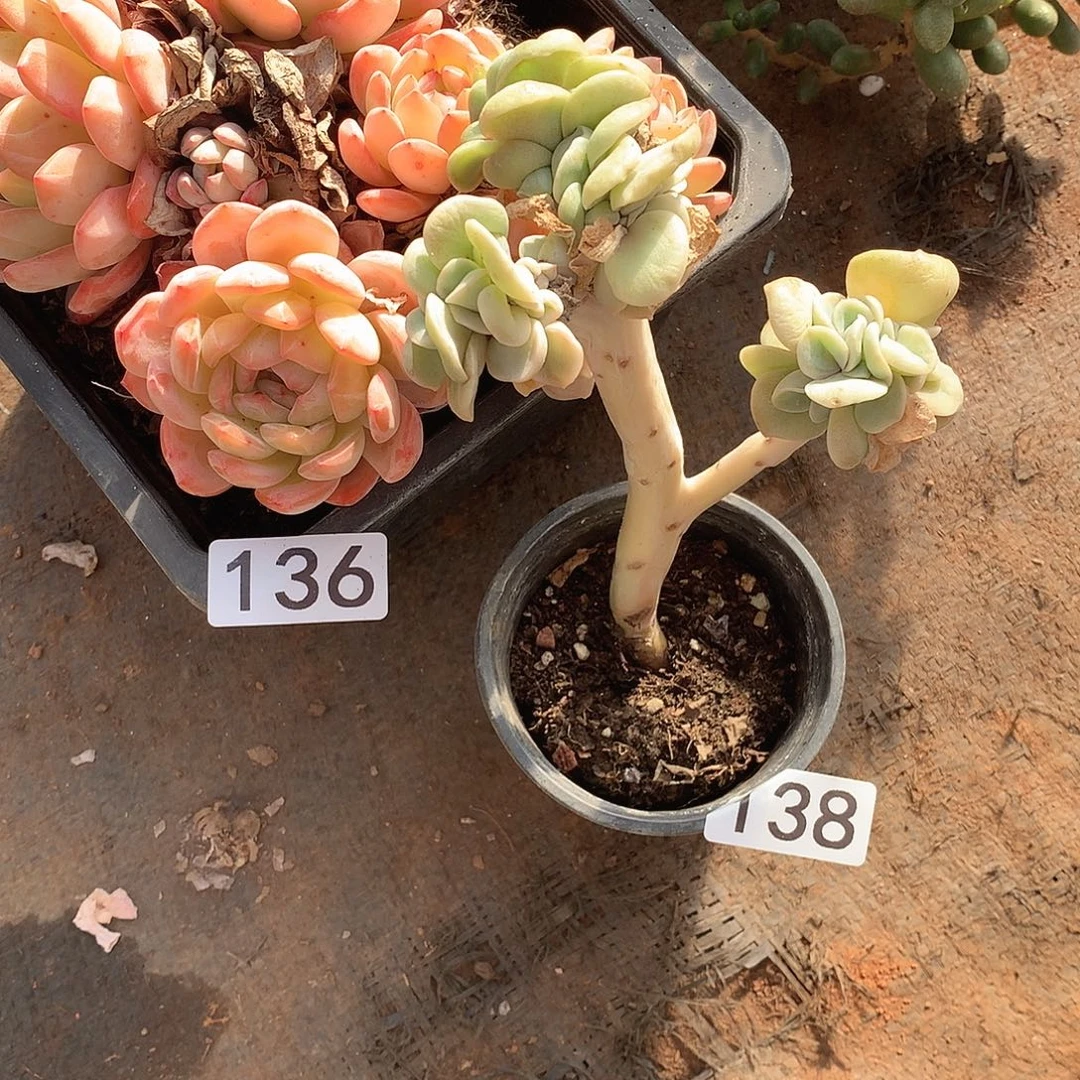 138 一物一拍多肉