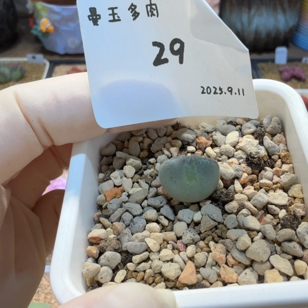 一***生多肉多肉多肉9.11-029