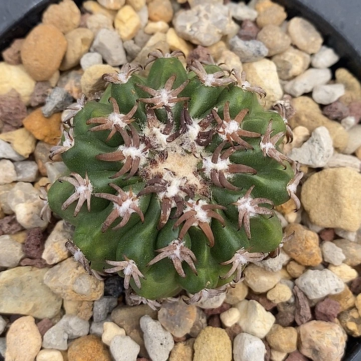 实生猫爪圆盘仙人球