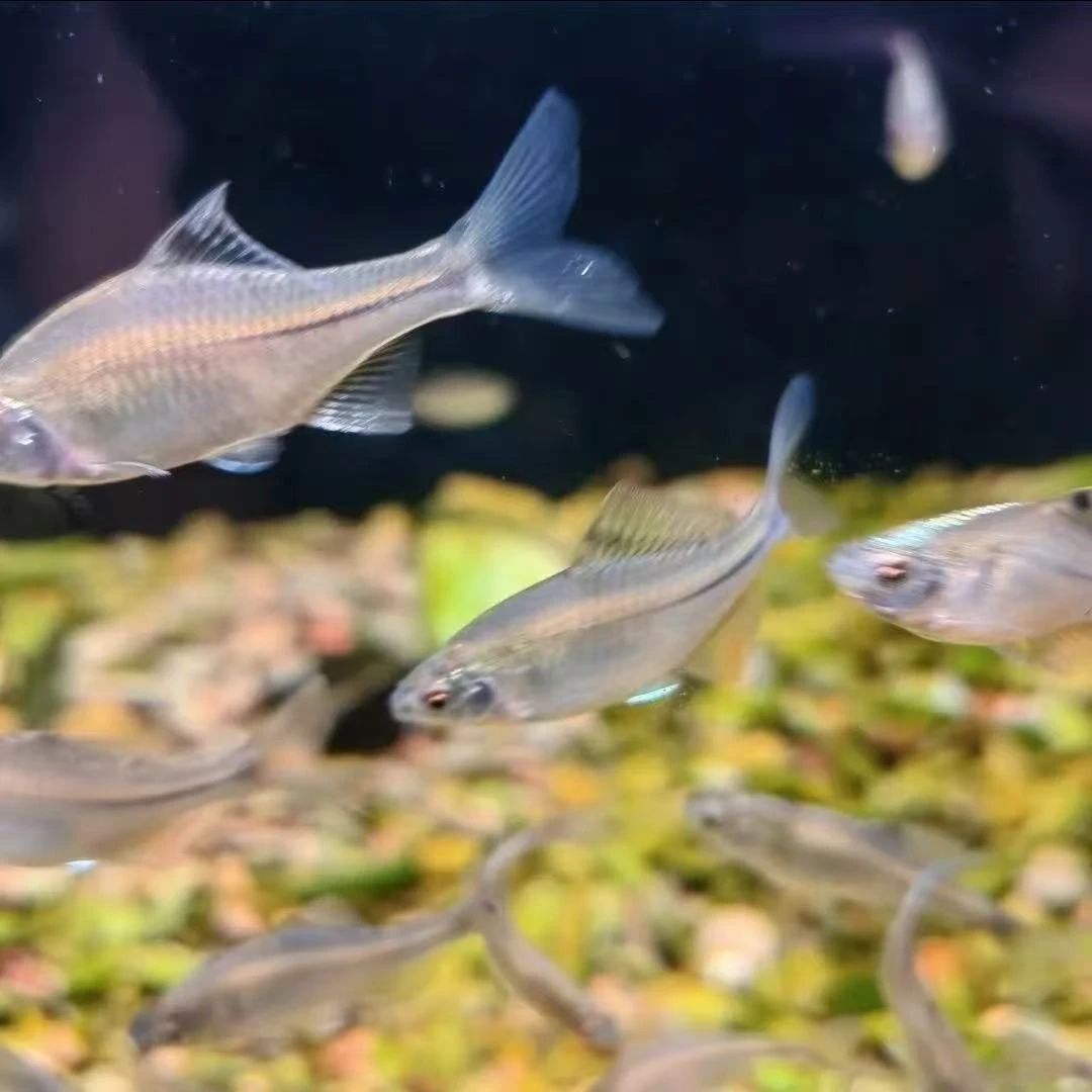 七彩鳑鲏鱼好养耐活冷水观赏鱼小型原生群游淡水鱼