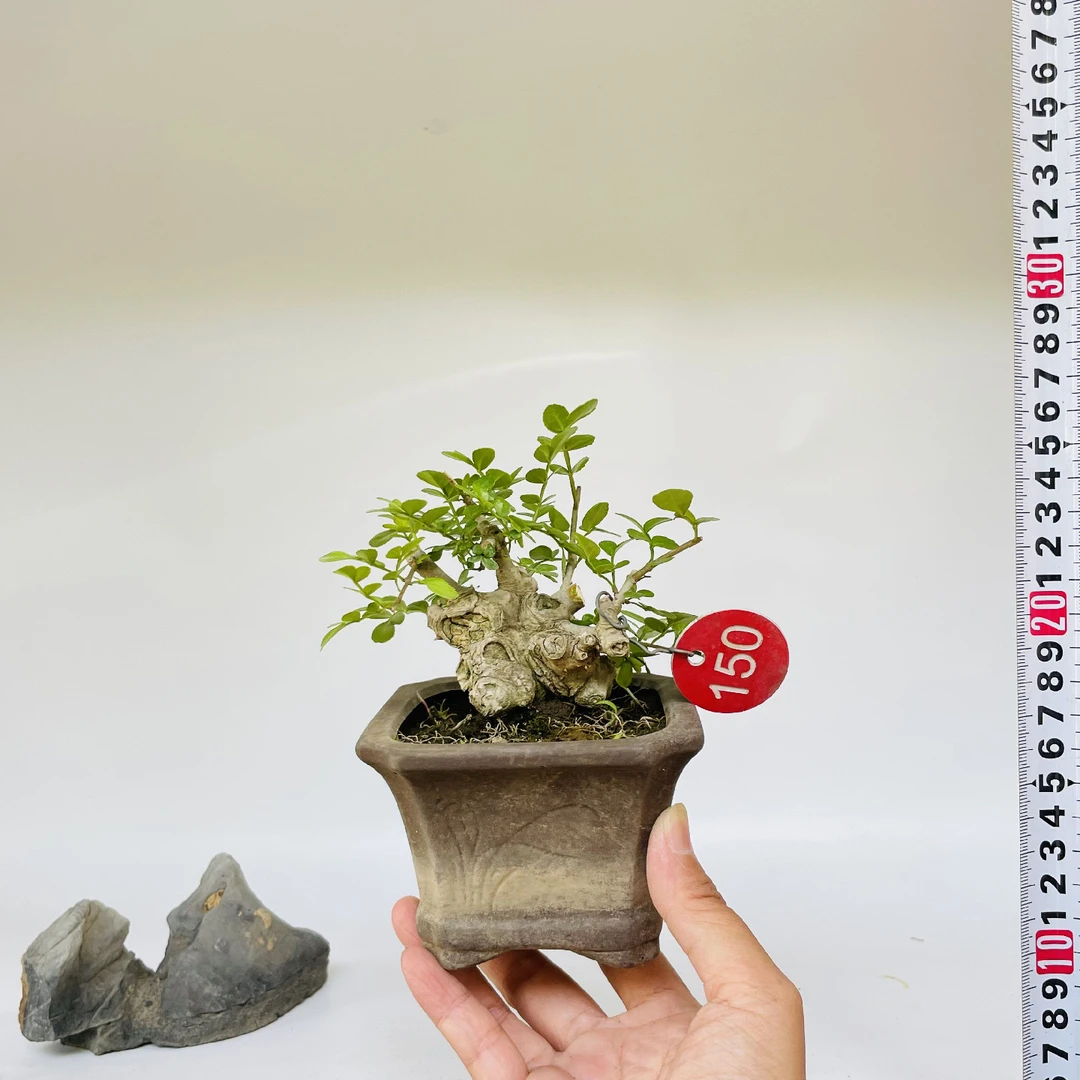 对节白蜡小盆景掌中宝盆绿植物熟桩微型练手素材盆栽矮霸一物一拍