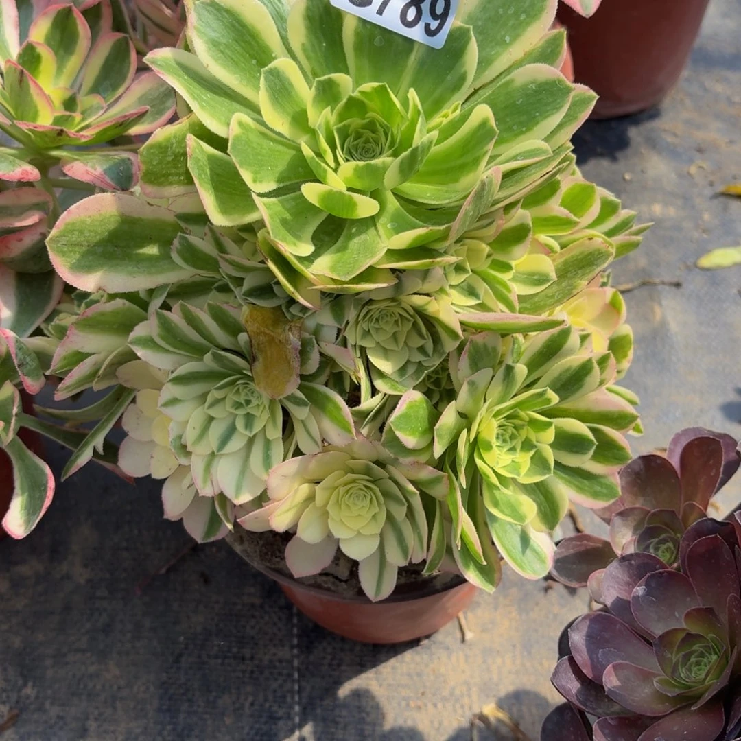 无花朵789多肉植物捧花