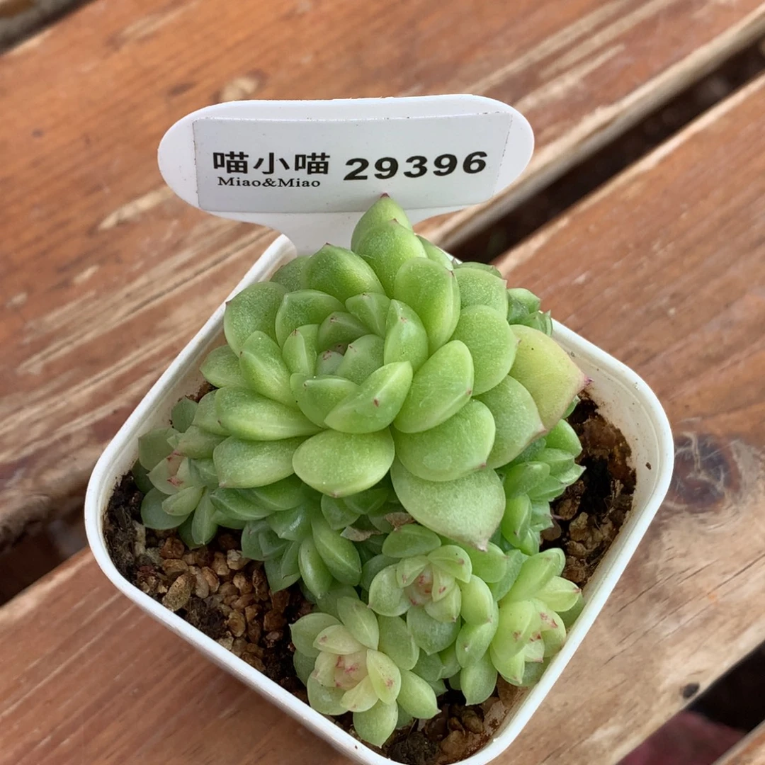 李***茜多肉植物杂交珍妮