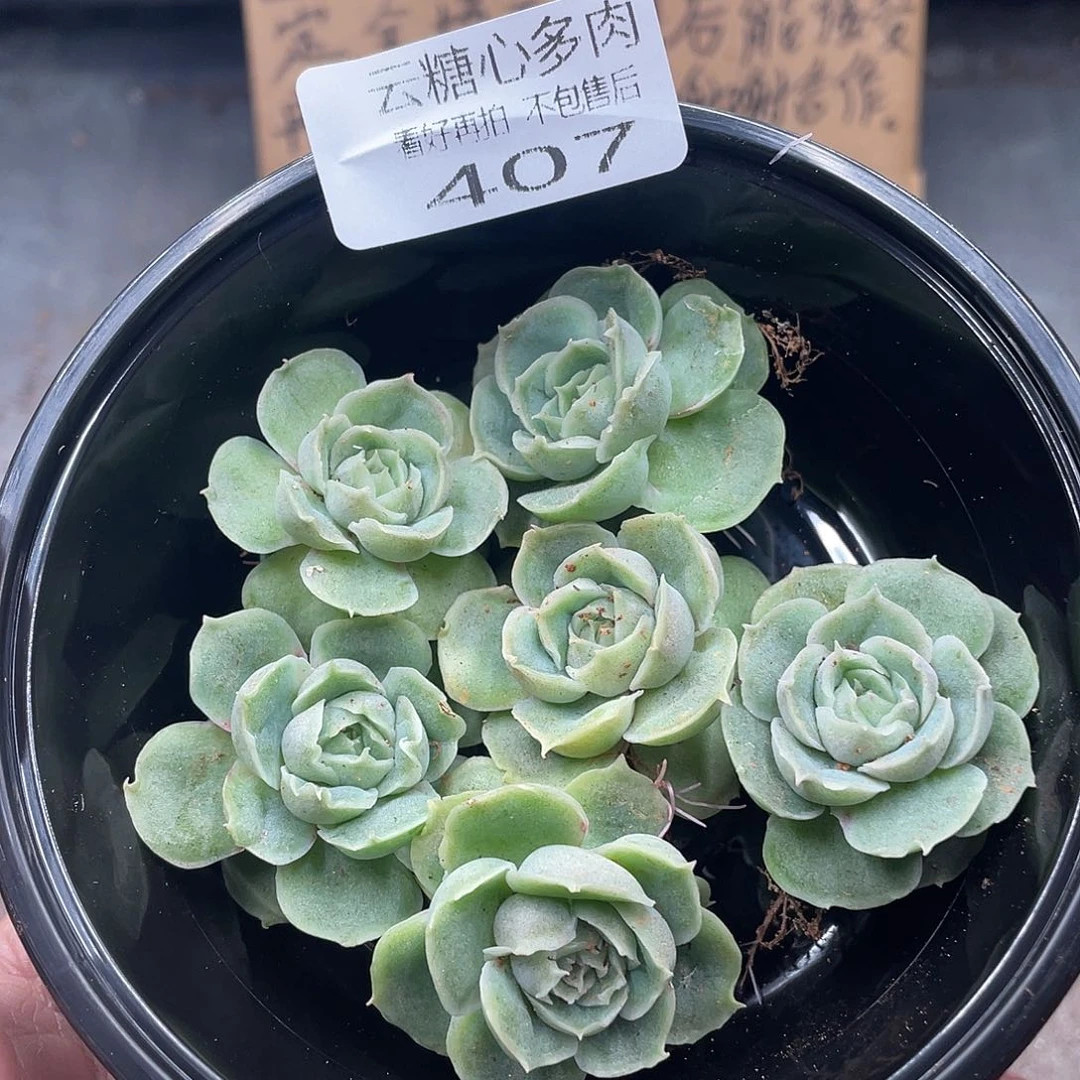 云糖心多肉植物407