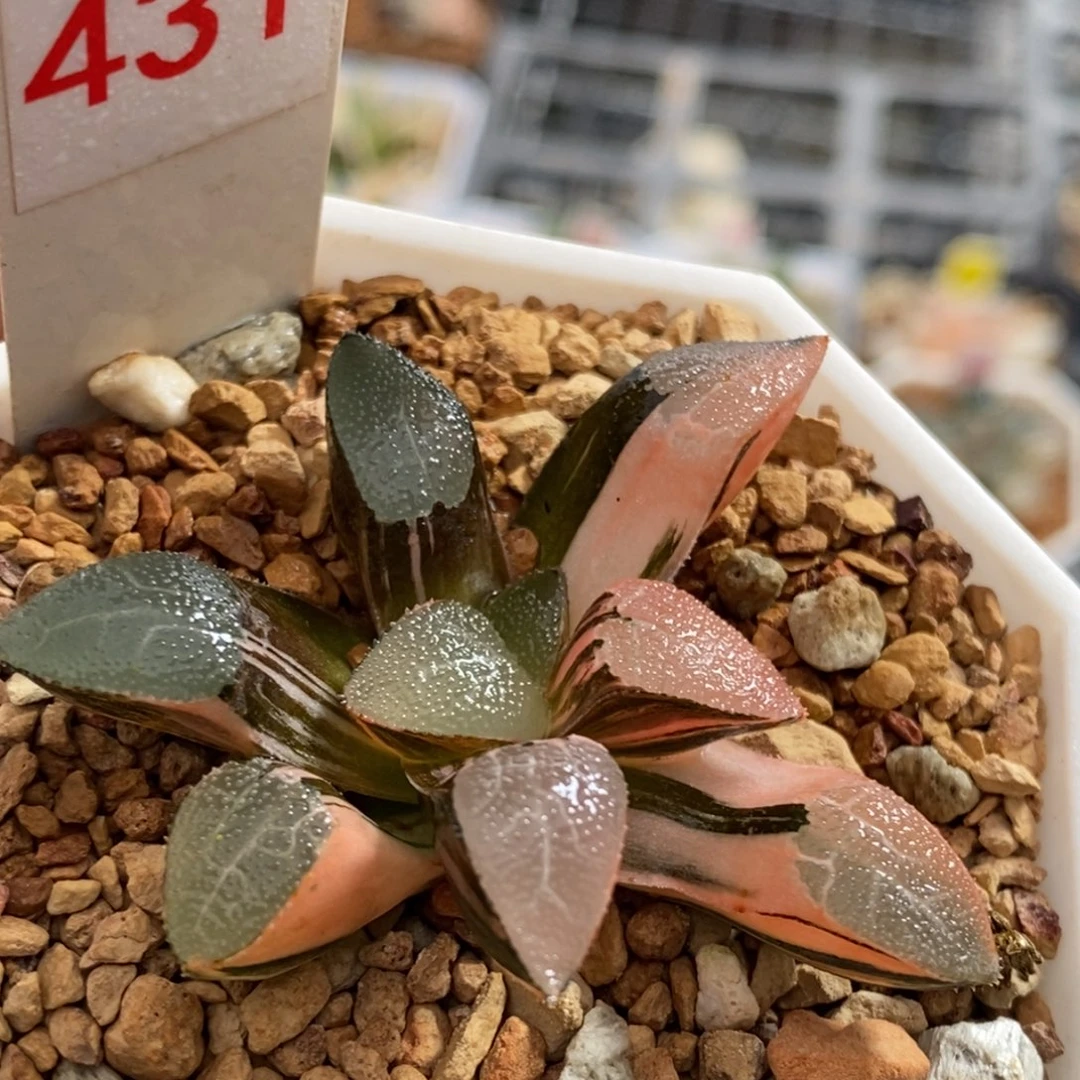 431号网纹克锦多肉