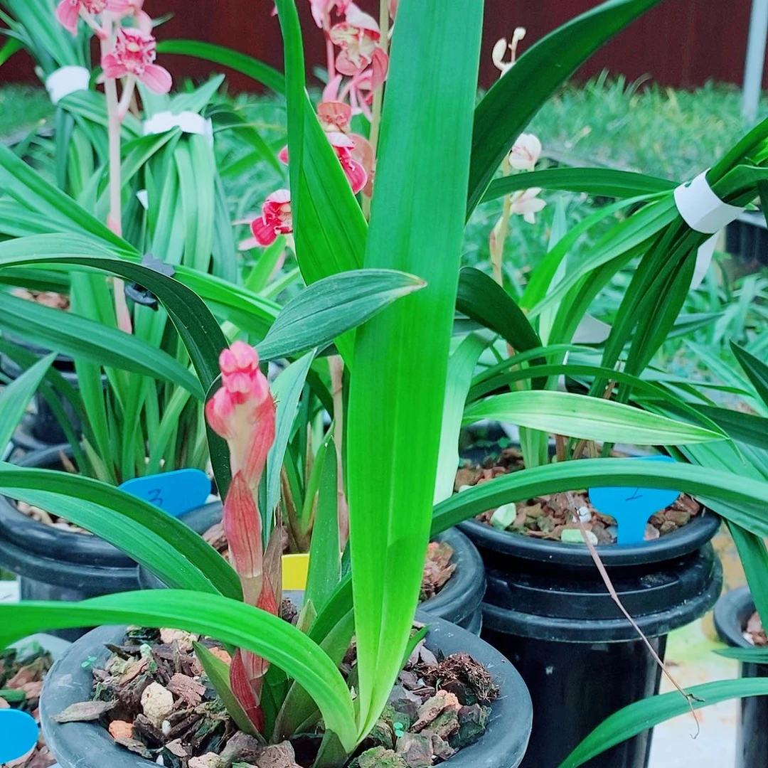 打***宇全部花苞一物一拍漂亮开花