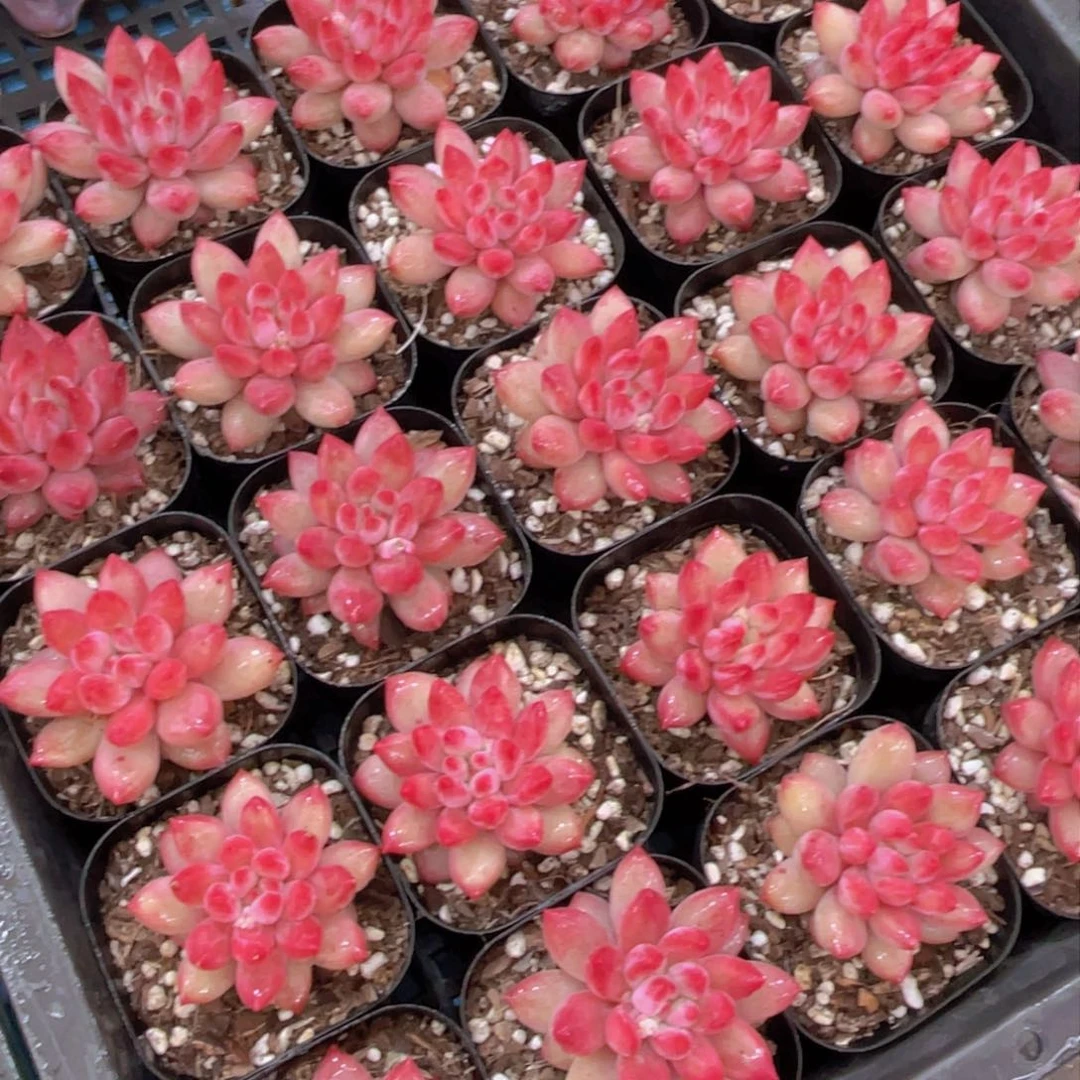 量拍45号新年福利丸叶金鱼姬车厘子全状态单头一个