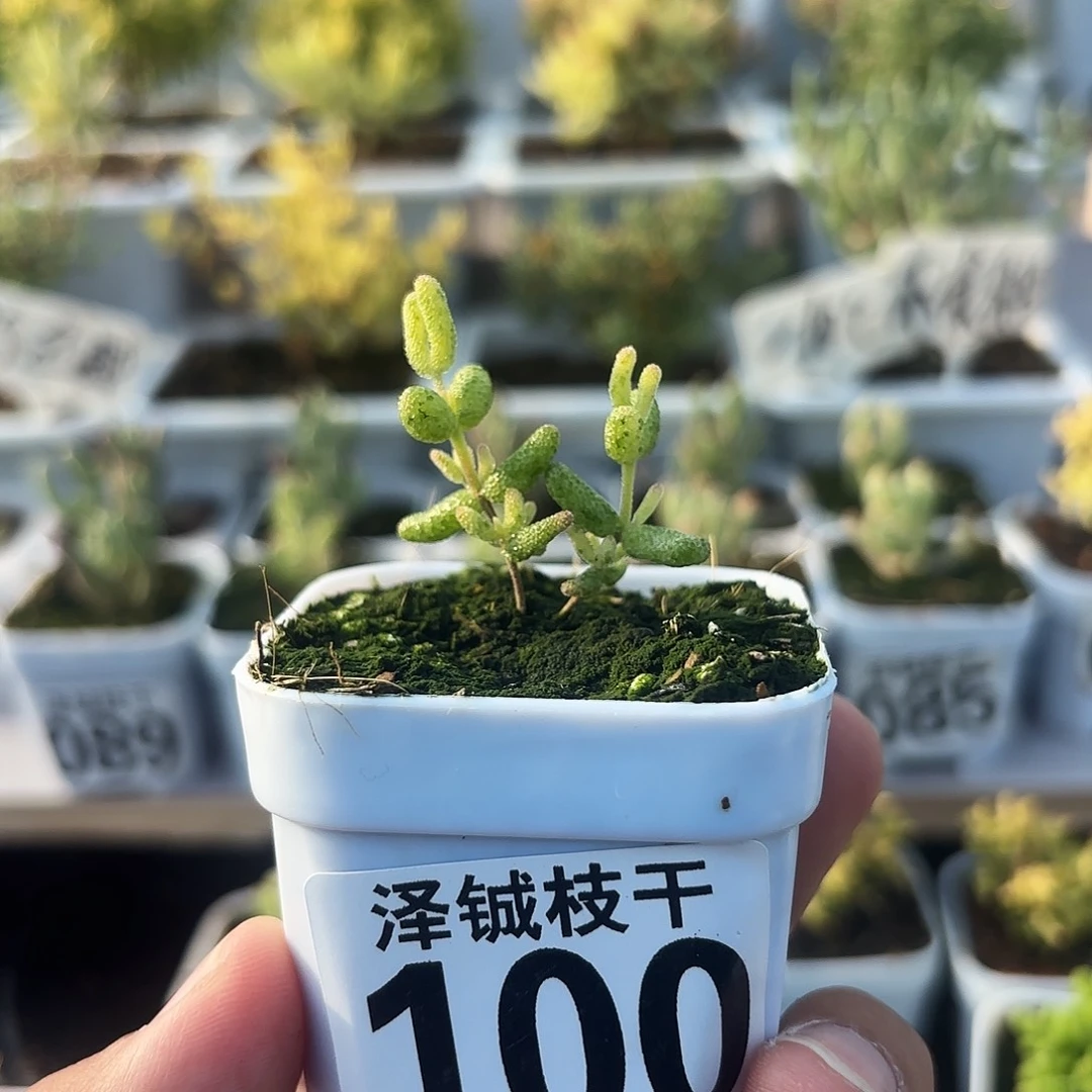 100枝干番杏花斑露
