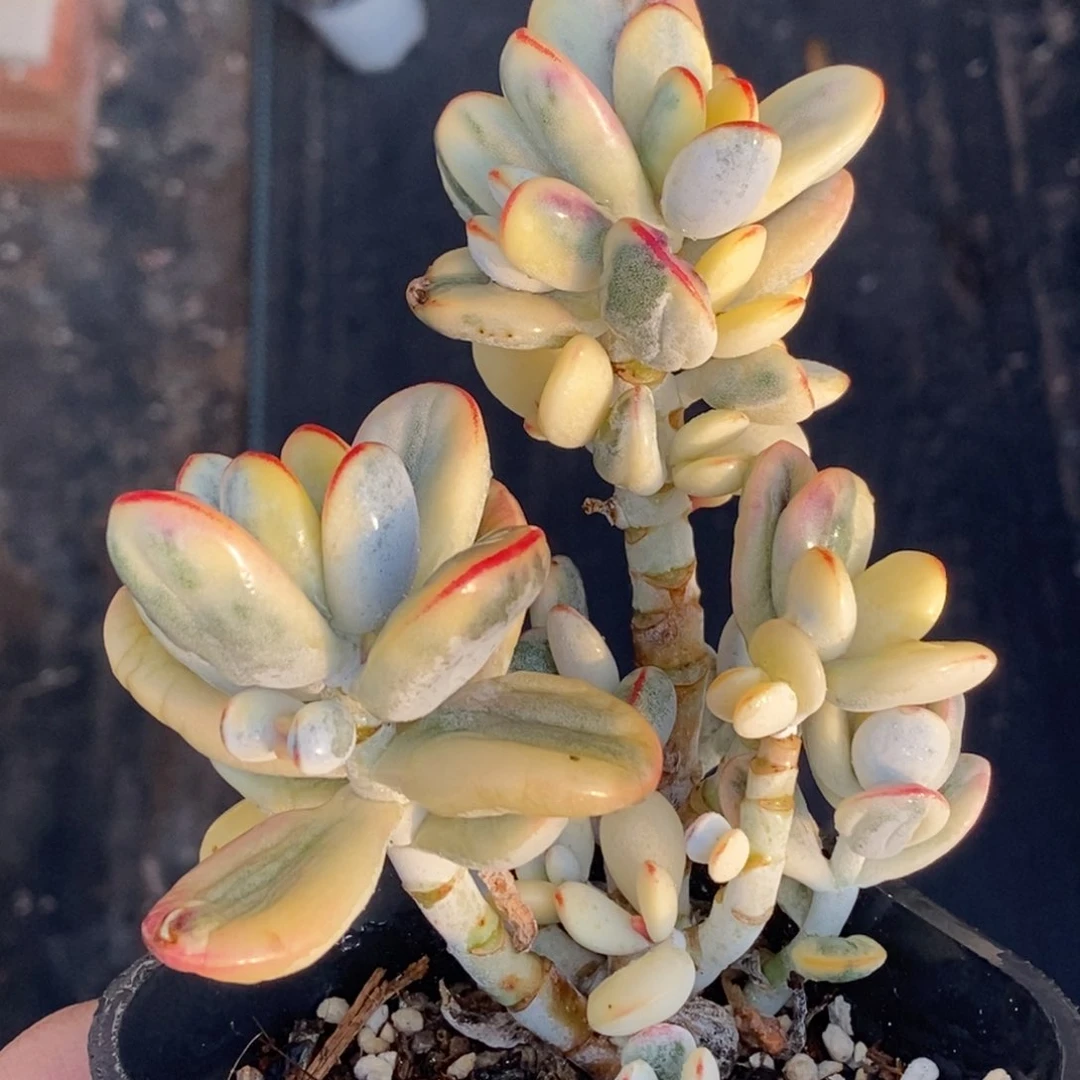 福娘锦无砍群生树桩