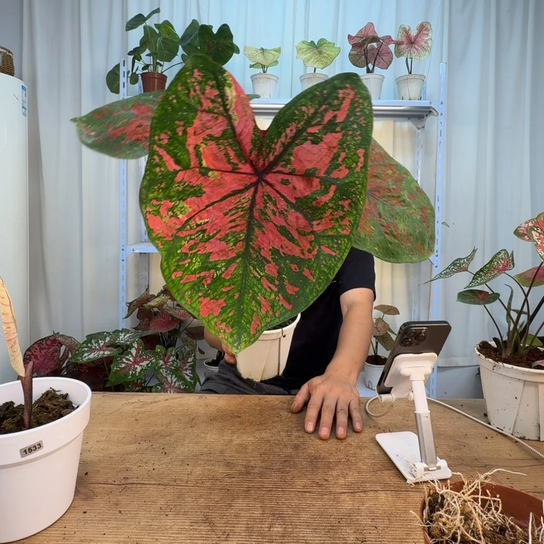 无花朵森林盆子   1549