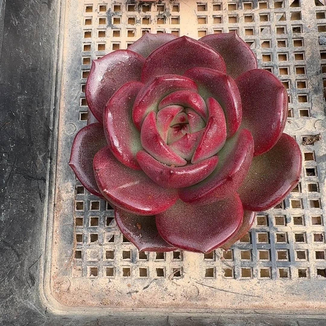 东云杂交新品多肉植物