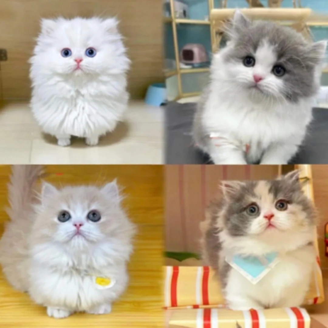 【朵朵家】超可爱猫猫专属链接