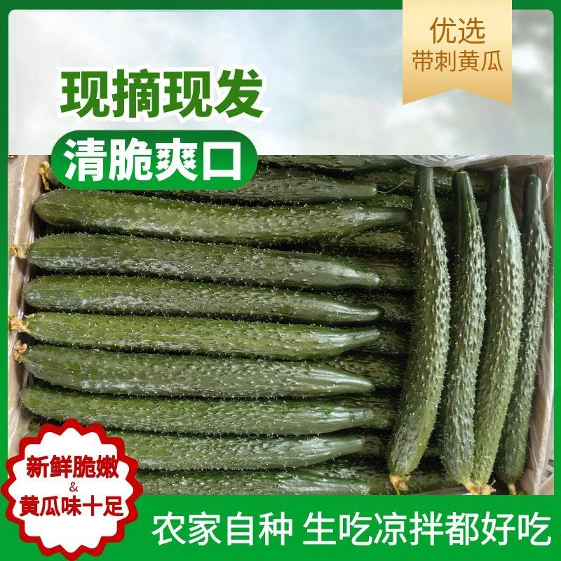鲜嫩爽口本地现摘现发鲜黄瓜农家自种自产自销