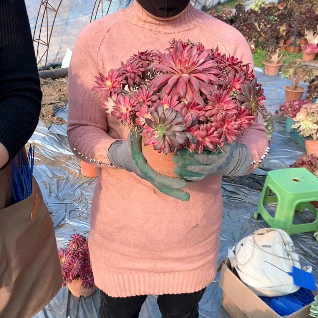 @***r744朱雀老桩老桩老桩