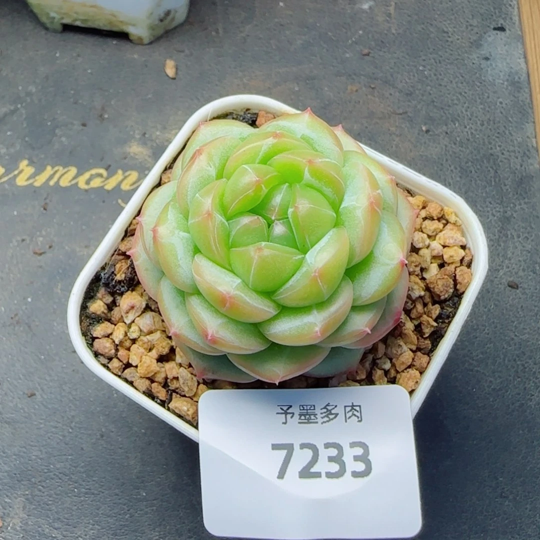 绿体财富密码，7233多肉植物